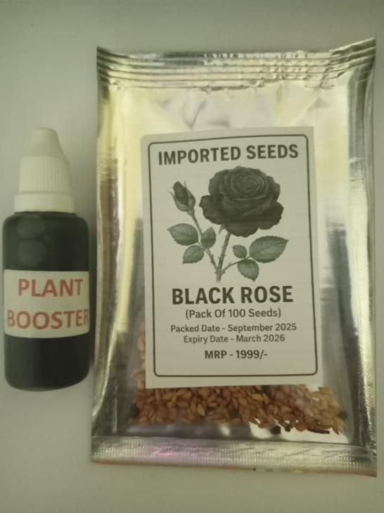 Black Rose Seeds (Pack of 20) with Plant Growth Serum