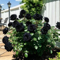 Black Rose Seeds (Pack of 20) with Plant Growth Serum
