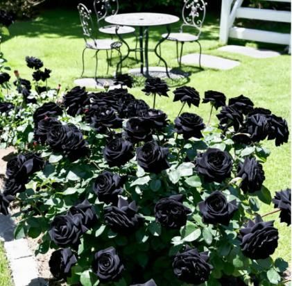 Black Rose Seeds (Pack of 20) with Plant Growth Serum